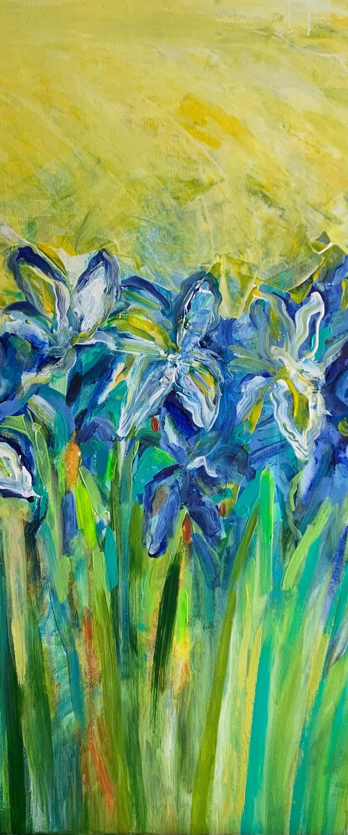 Iris field by Olga Pascari