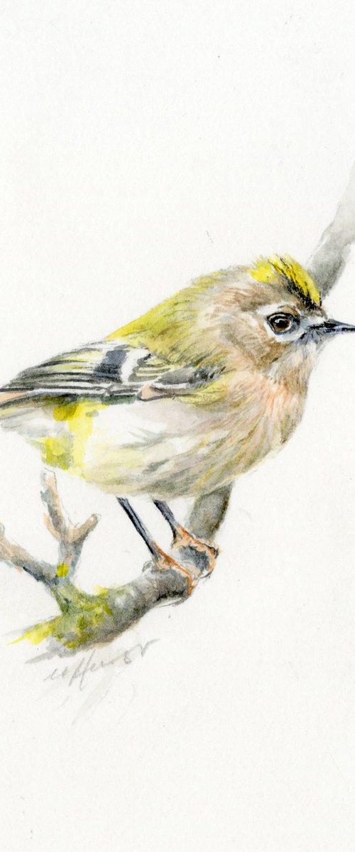 Goldcrest bird by Una Hurst