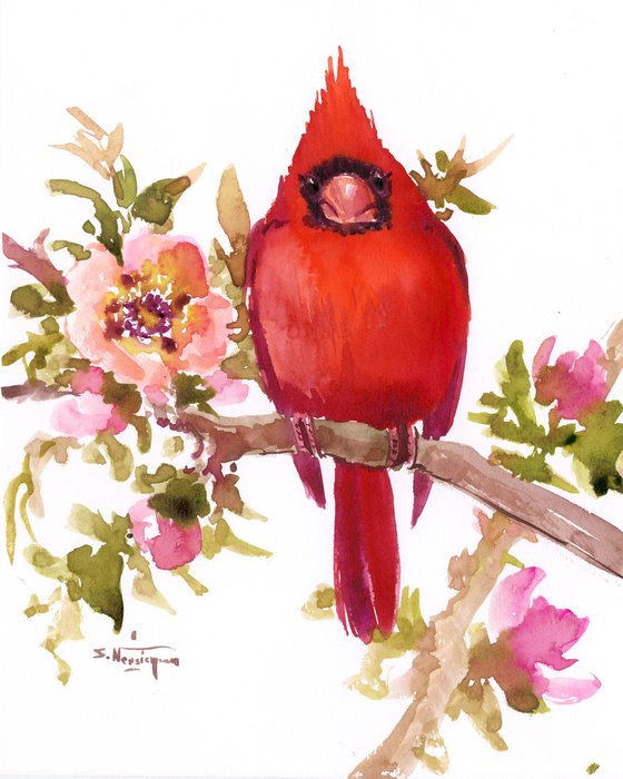 red cardinal bird