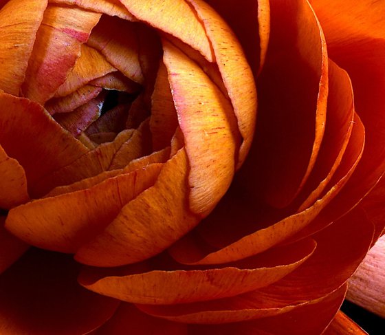 Orange Ranunculus