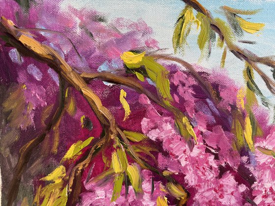 Under the Sakura Canopy