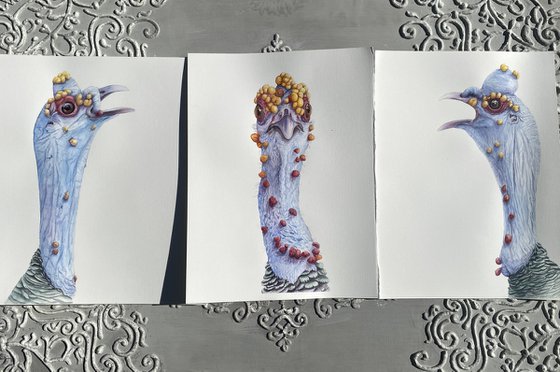 Fun Ocellated Turkey Triptych