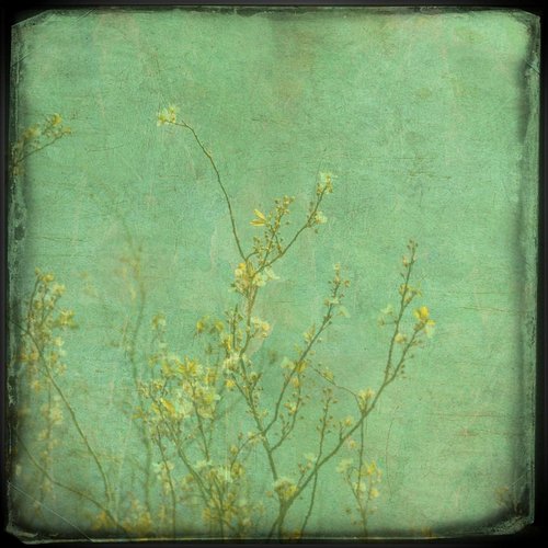 Yellow blossom by Nadia Attura