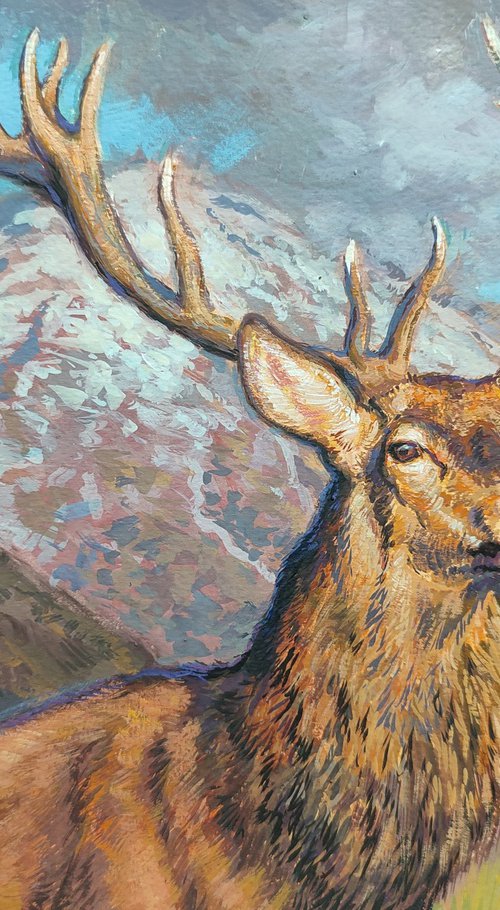 Highland stag by Gabriel Hermida