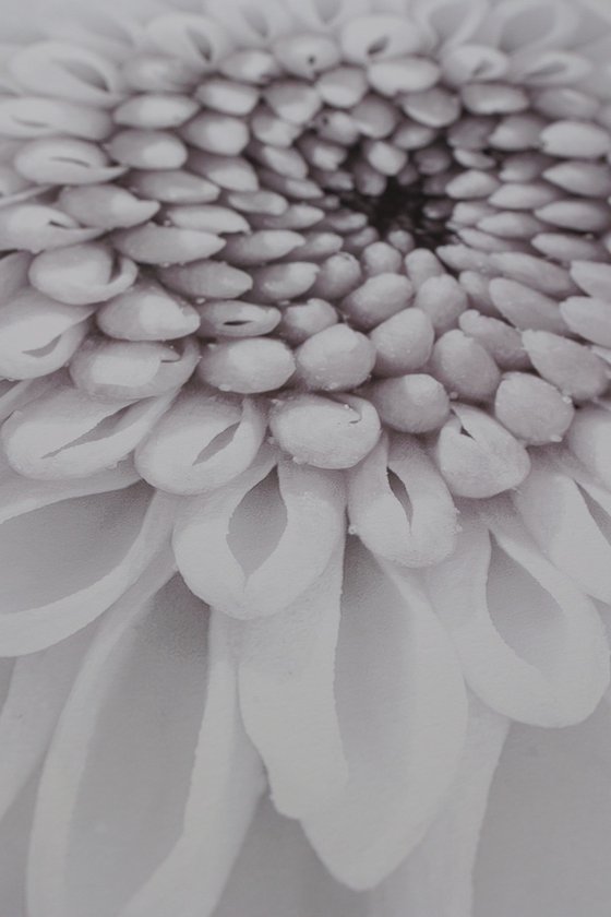 Echoes of Memory Bloom