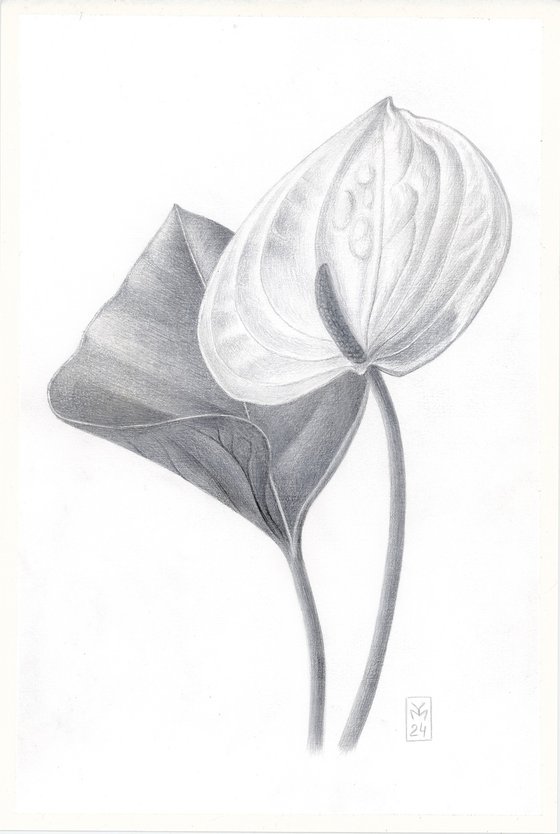 Anthurium