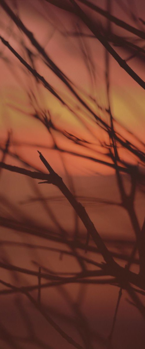 Red Bush by James Cooper Images