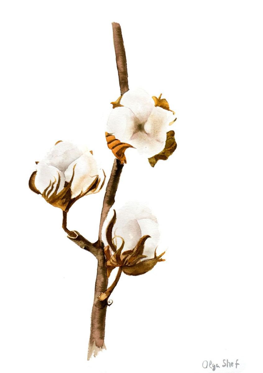 Cotton flower on the white background by Olga Shefranov (Tchefranova)