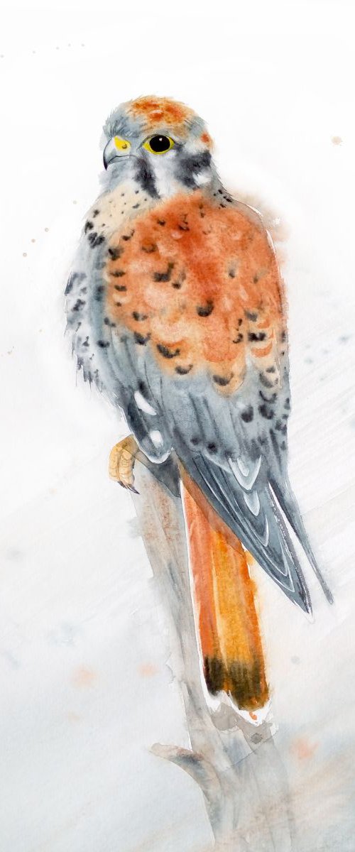 American Kestrel - Sparrow Haw by Olga Beliaeva Watercolour