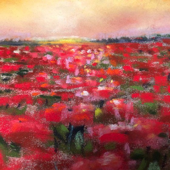 Poppy Fields