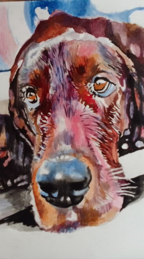 Irish setter by Soso Kumsiashvili