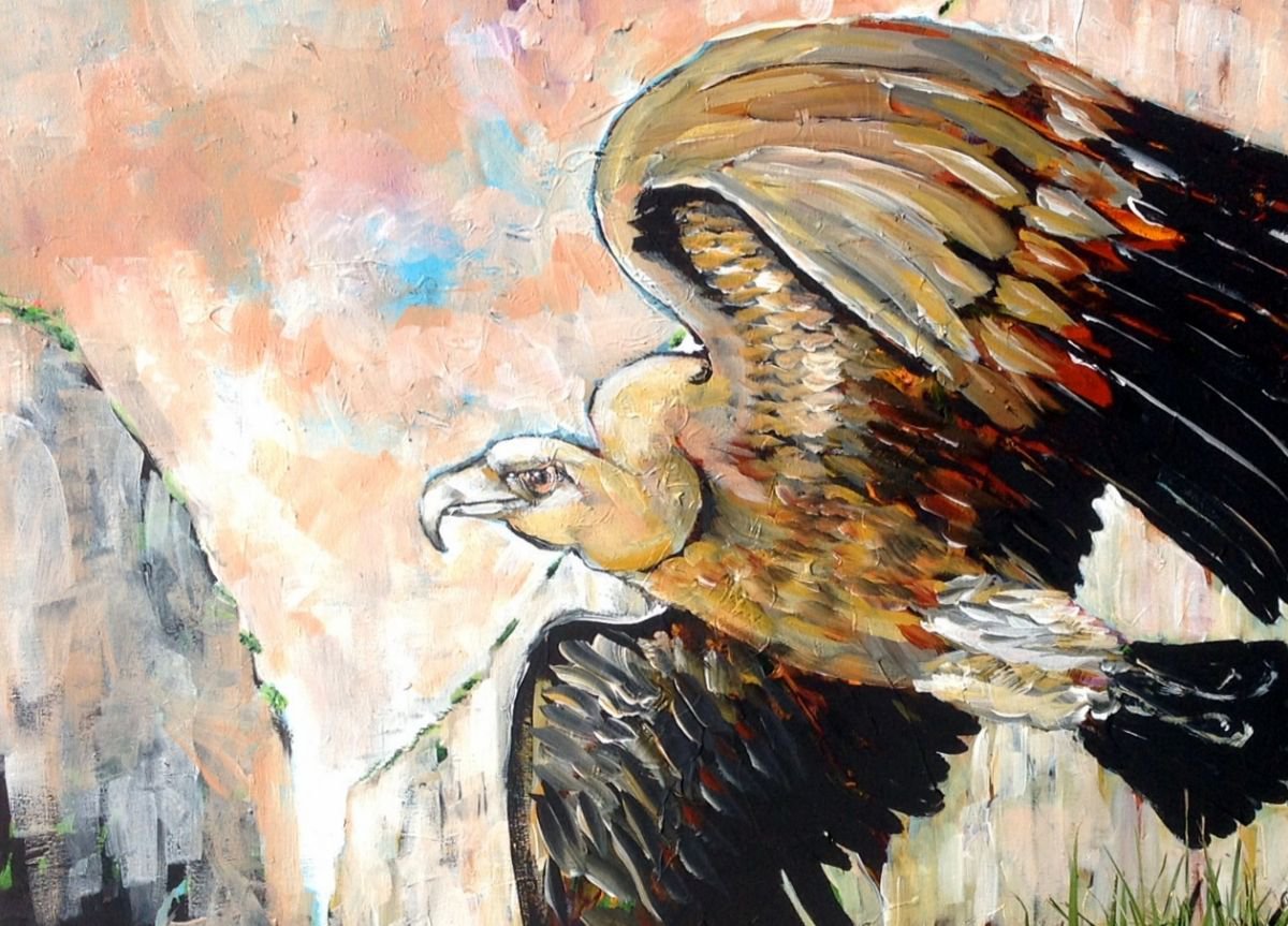 Griffon Vulture?(Gyps fulvus) by Chris Walker