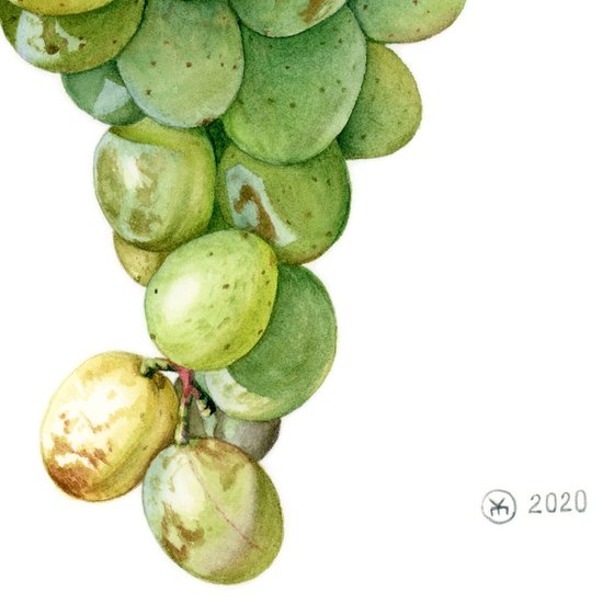 Bunch Of Green Grapes