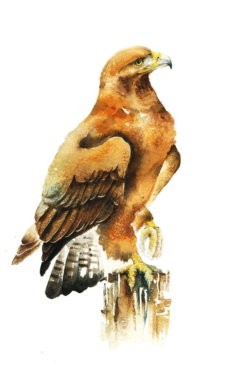 Golden Eagle, wildlife, birds watercolours by Karolina Kijak