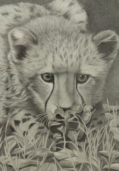 Cheetah Cub Chewing Cone by Lorraine Sadler