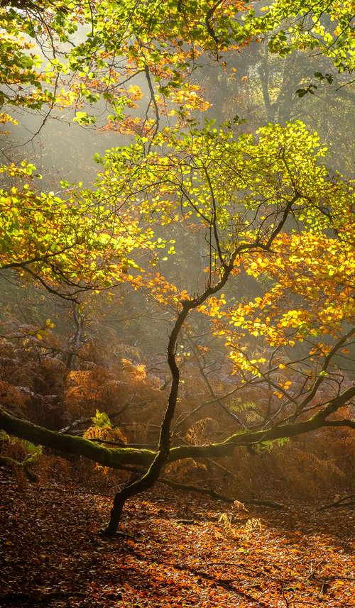 Autumn sun with Beeches and mist by Baxter Bradford