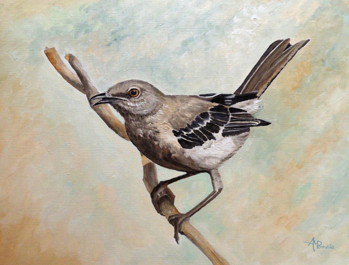 Sharp-Eyed Mockingbird by Angeles M. Pomata
