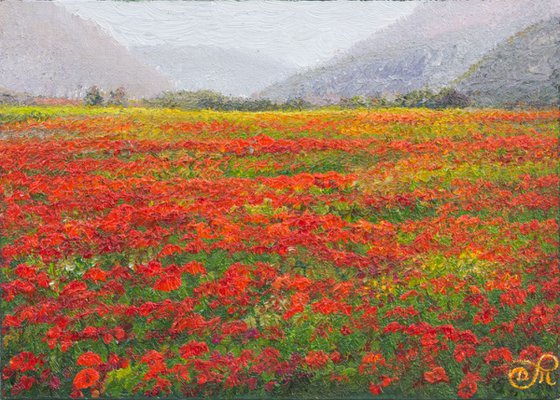 Poppy field