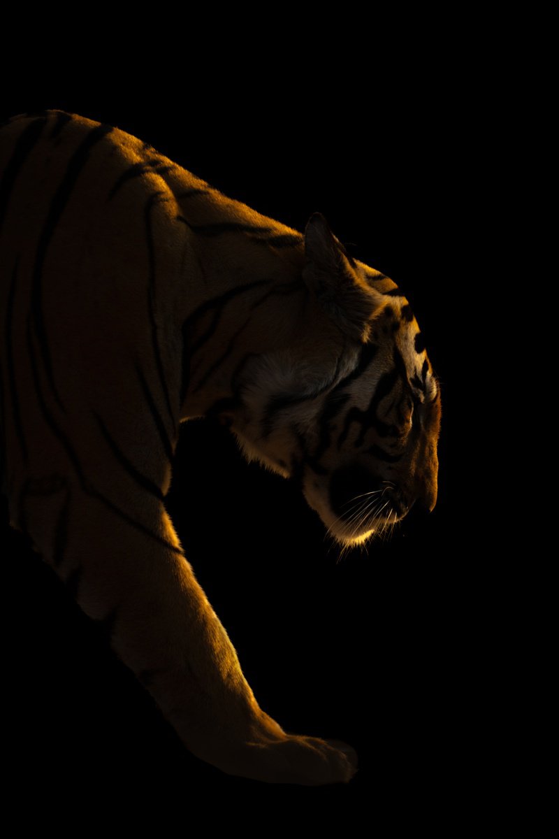 Photorealistic Animal Photograph By Nick Dale, 38 X 53", Stealth, Original Artwork