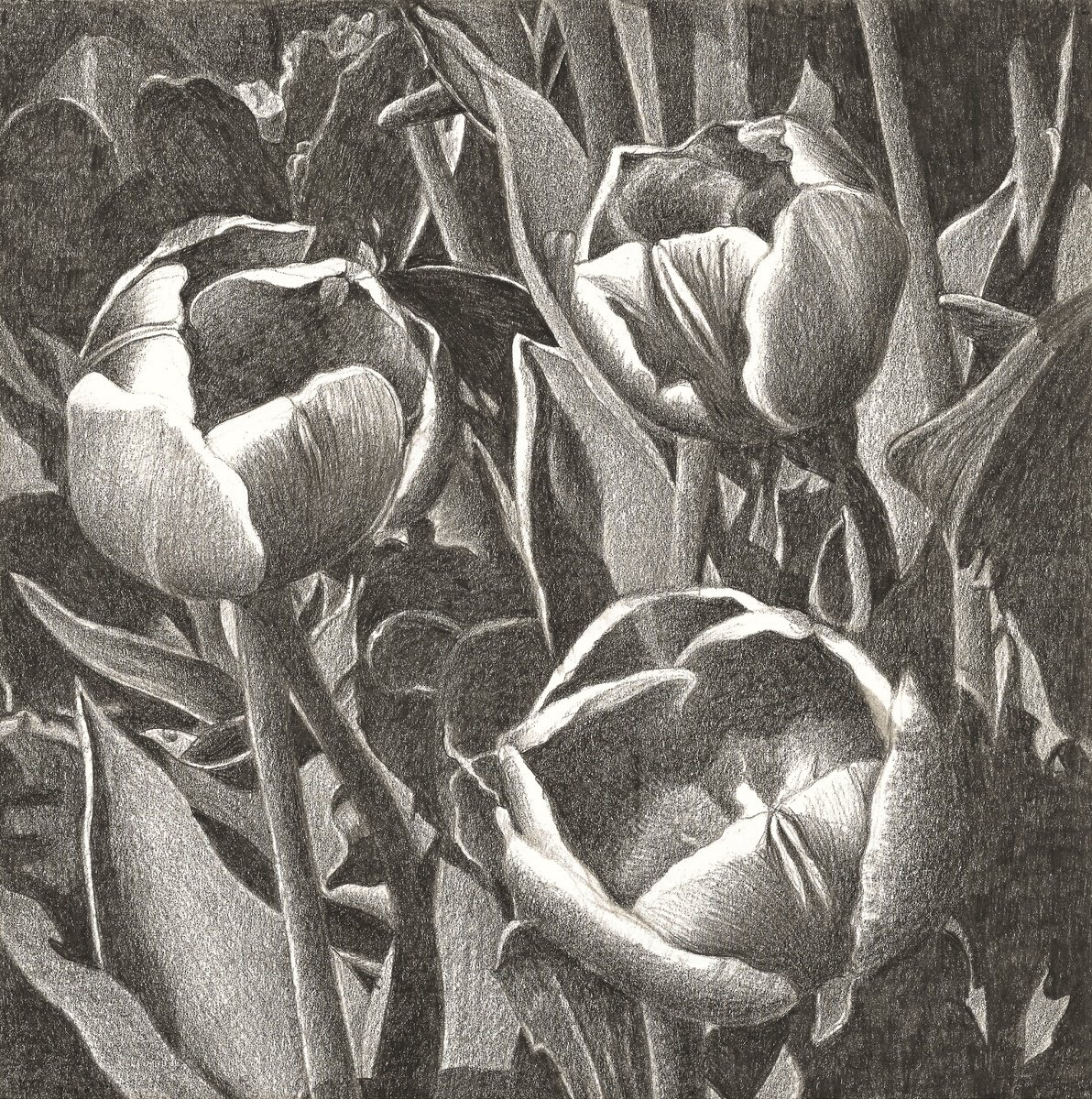 Photorealistic Botanical Pencil Drawing By Nives Palmic, 8 X 8", Tulip Fever Viii, Original Artwork