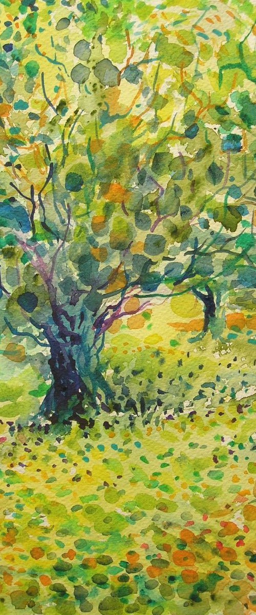 Sun in olive garden by Maja Grecic