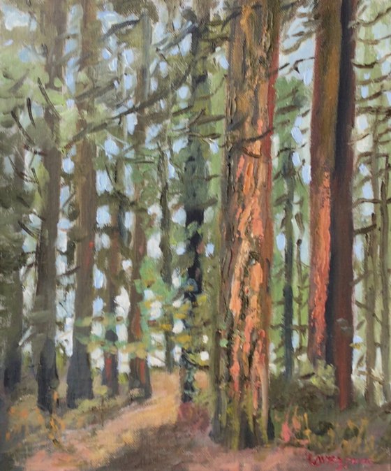 Redwood trees oil painting