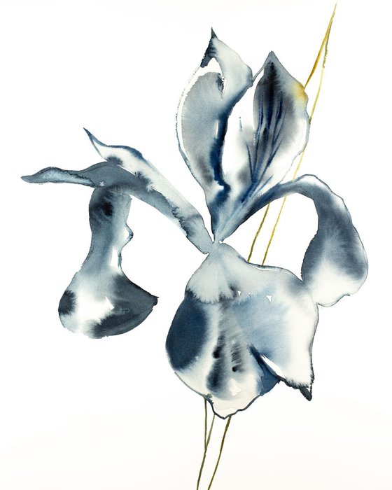 Iris No. 87