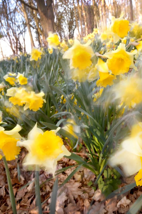 Daffodills by Russ Witherington