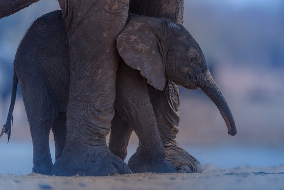 Elephant calf and Mom