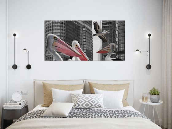 PELICANS IN THE CITY
