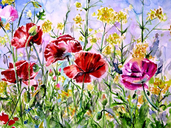 Poppies field