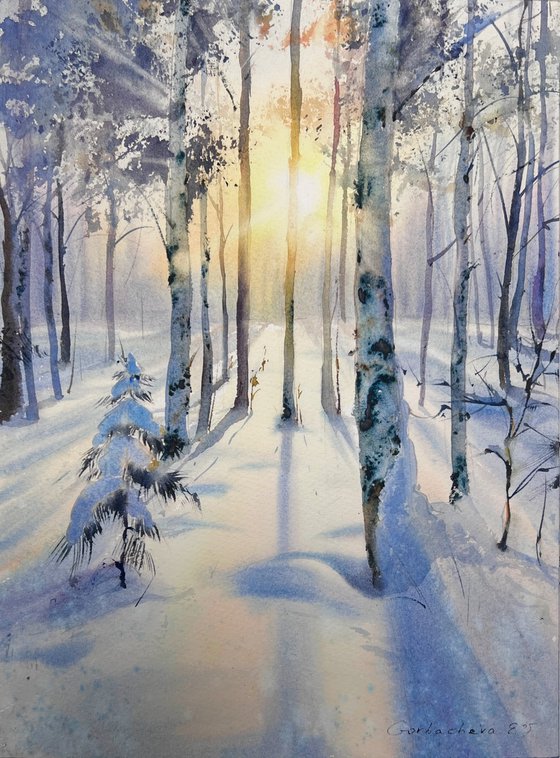 Birch grove in winter glow
