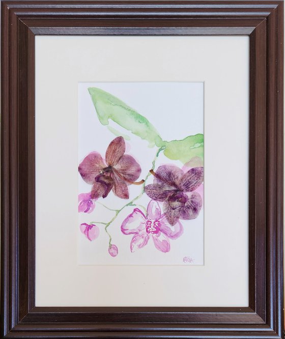 "The Orchid" - Watercolor - Flower