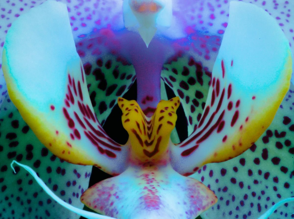 Organic Botanical Photograph By Marc Ehrenbold, 40 X 30", Orchid, Original Artwork