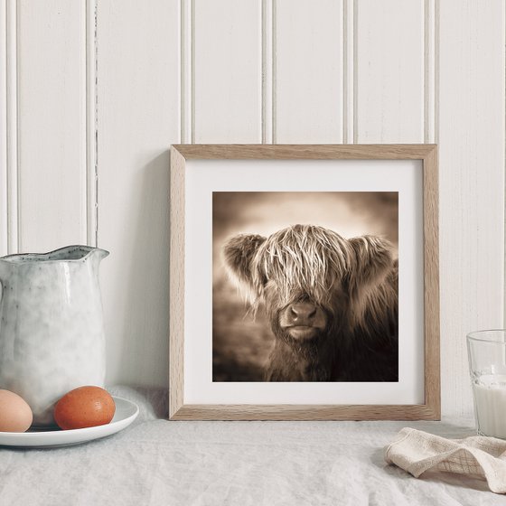 The Little Calf - Highland Cow Print