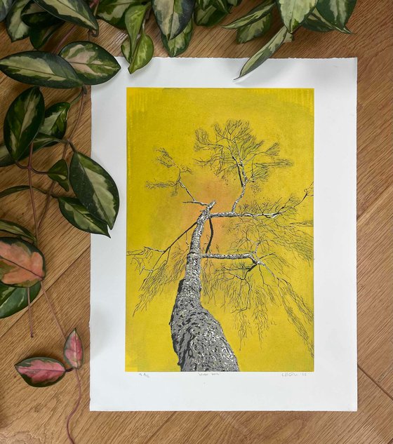 Birch Tree Linocut Print
