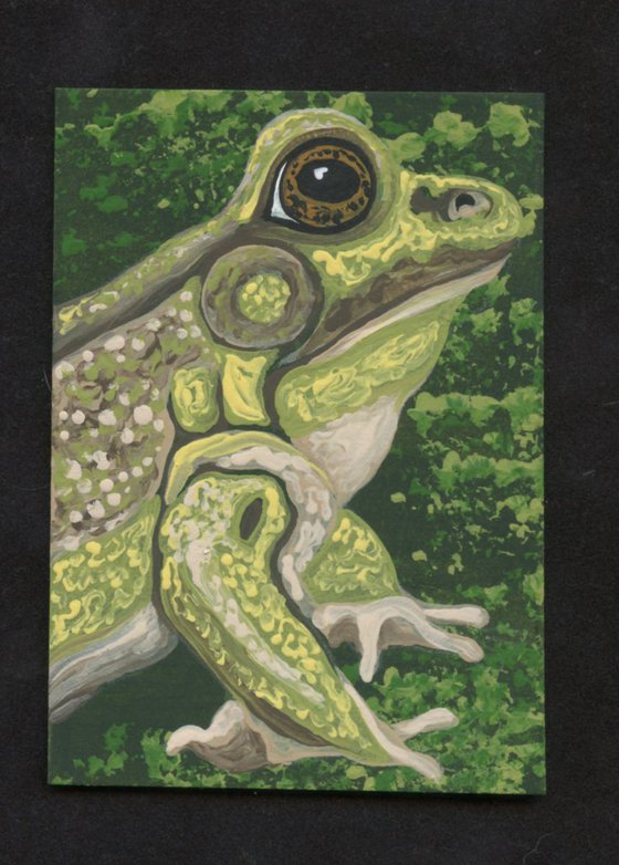 ACEO ATC Original Painting Green Frog Pond Wildlife Art-Carla Smale