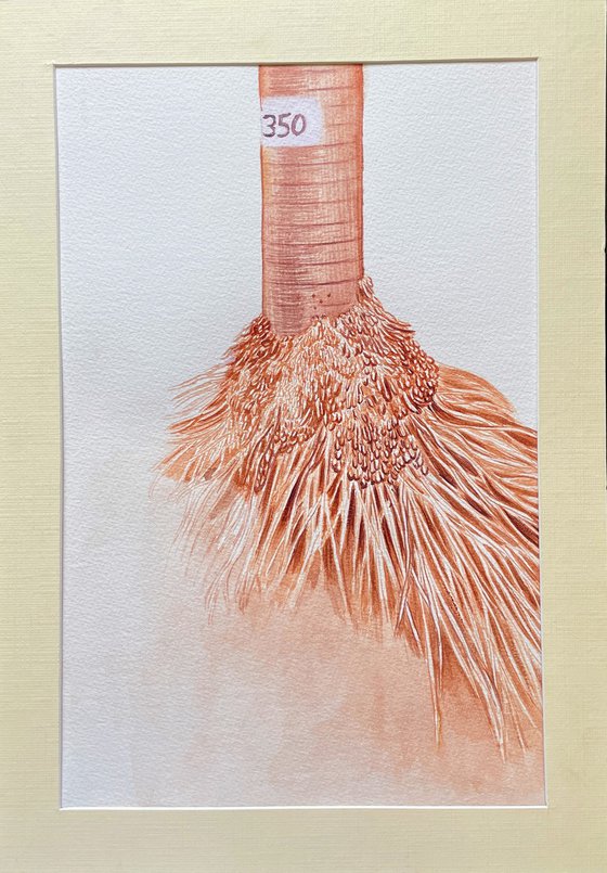 The Anatomy of Growth