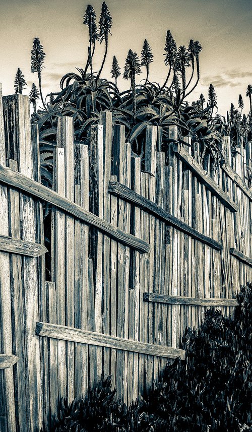 The Fence  - Carmel  (Vintage Print ) by Stephen Hodgetts Photography