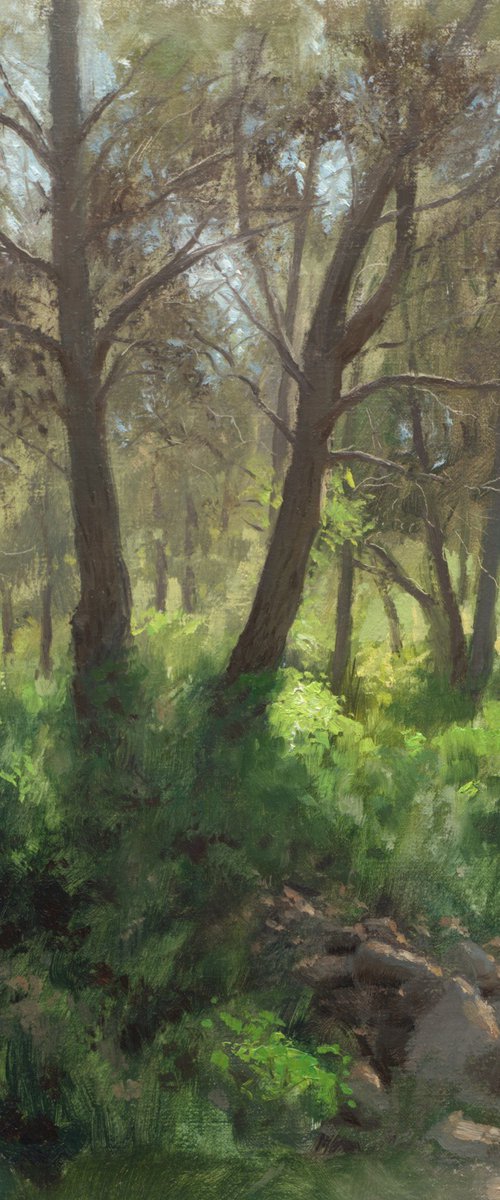 Spring in the forest by Daniel Thoms