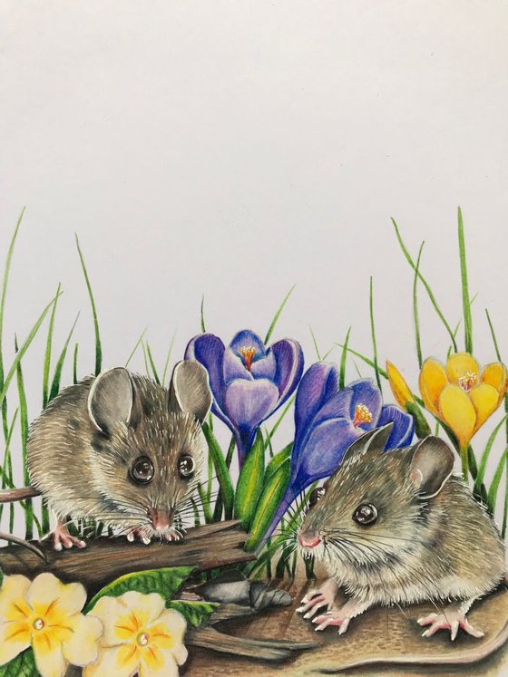 Spring mousies