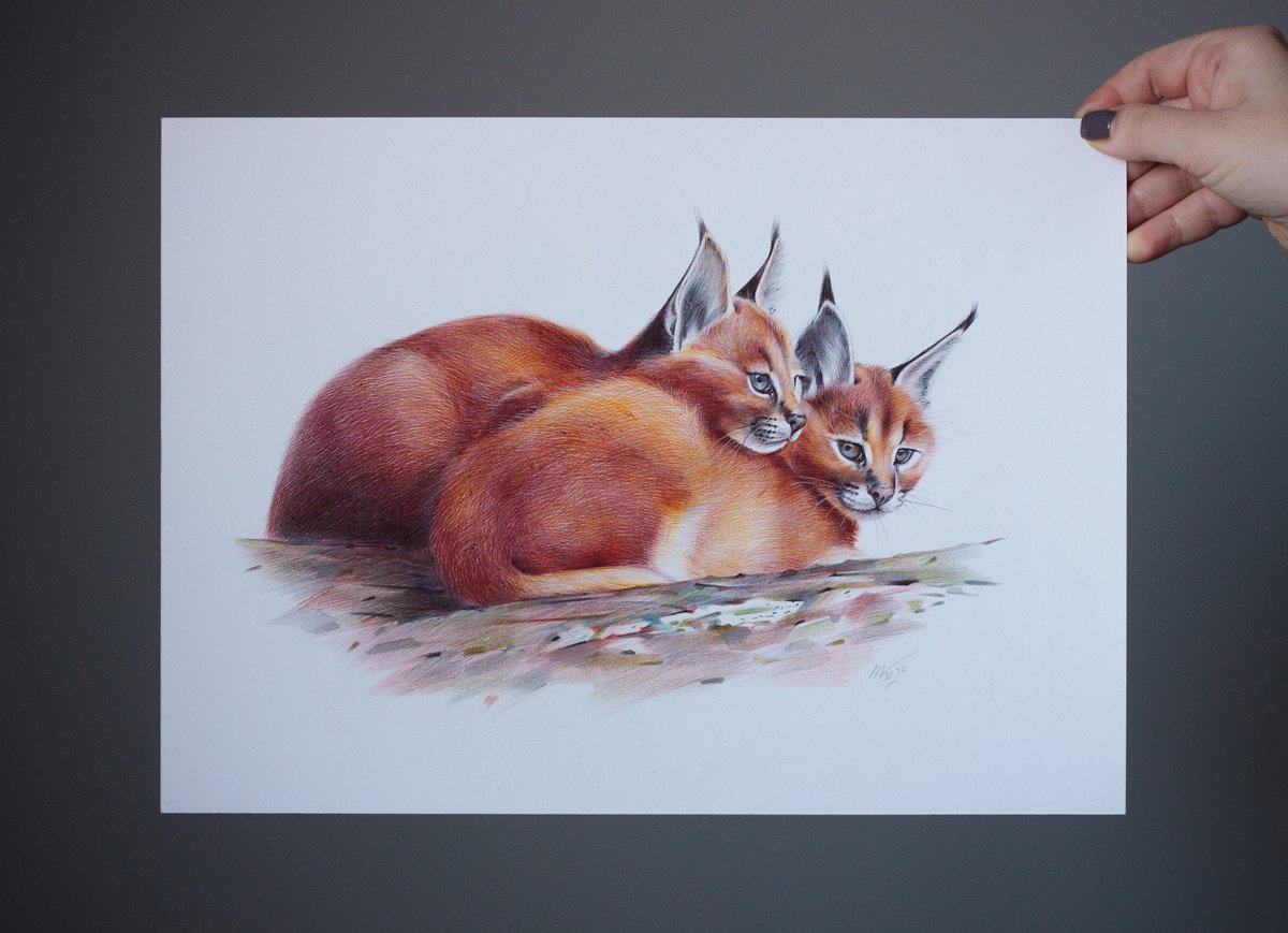 Original Drawing - Caracal - Animal Portrait by Daria Maier
