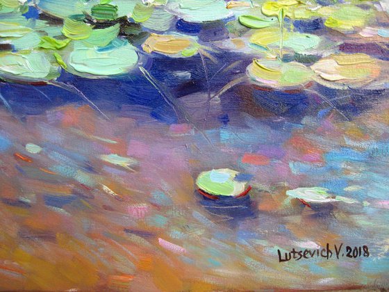 Water lilies on the Dnieper river