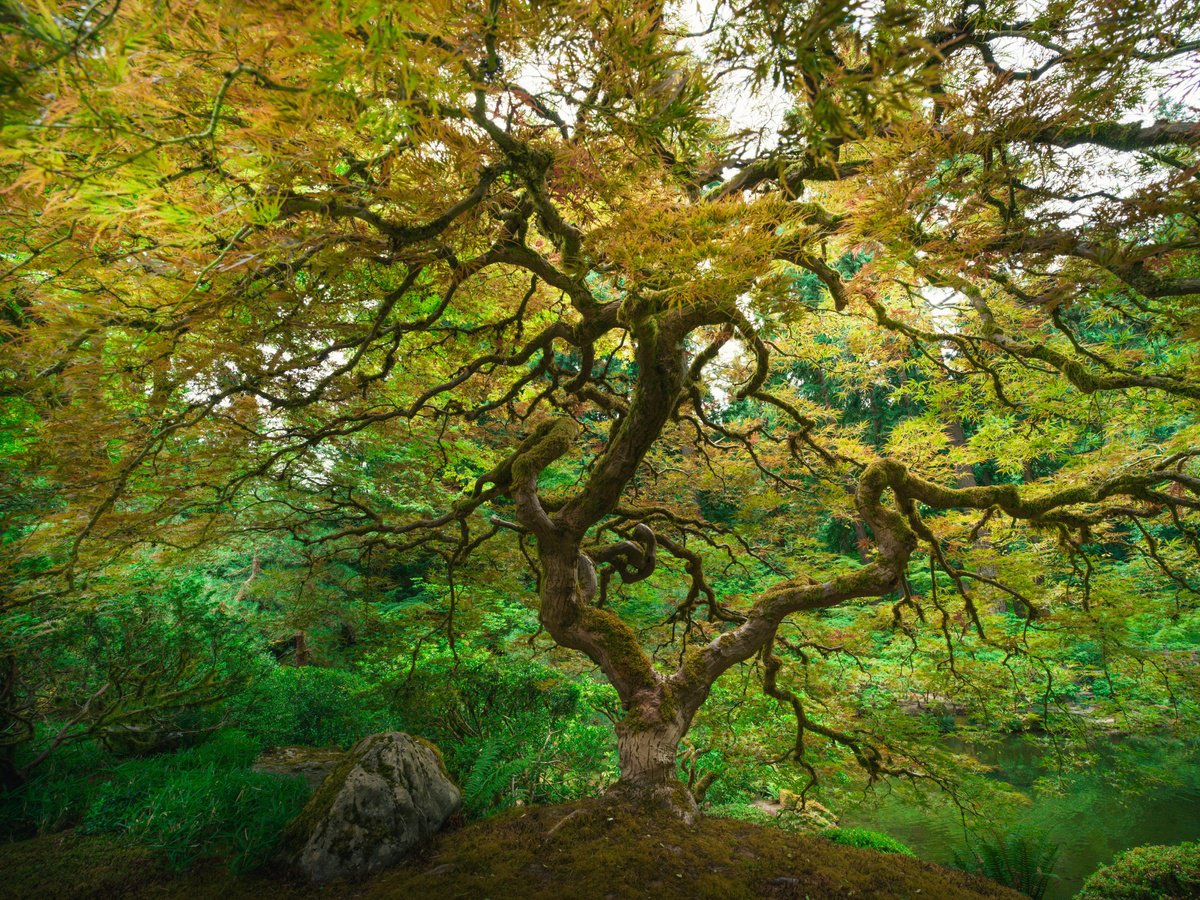 Photorealistic Landscape Photograph By Harv Greenberg, 40 X 30, Tree Of Life, Original Artwork