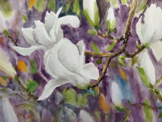 Magnificent White Magnolia