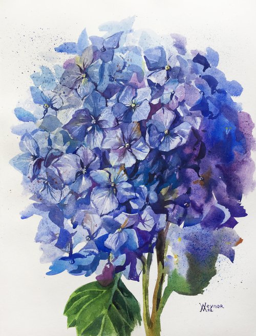 Blue hydrangea bouquet. Botanical painting by Natalia Veyner