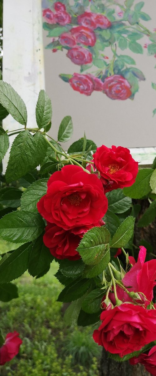 Pink Tango by Elena Sanina