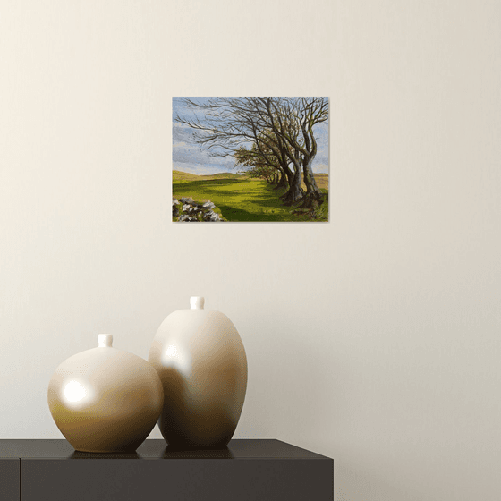 Dartmoor Trees