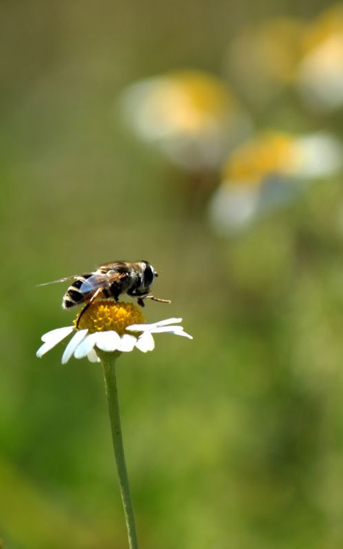 Bee on camomile by Sonja  Čvorović