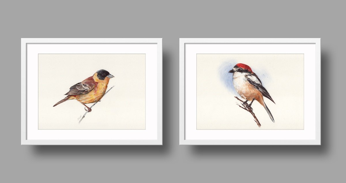 Photorealistic Animal Drawing By Daria Maier, 12 X 8, Birds Collection Iv, Original Artwork